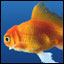 Goldfish