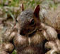 squirrelly