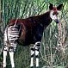 okapi