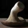 Fungus