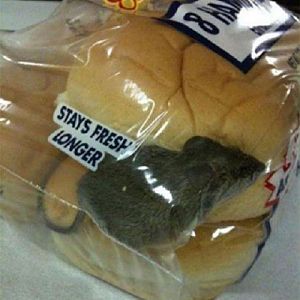 fresh buns
