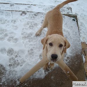 sabor tooth sales man 800 by 600