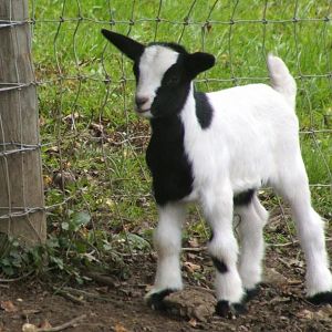 baby longweight