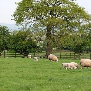 longweight family