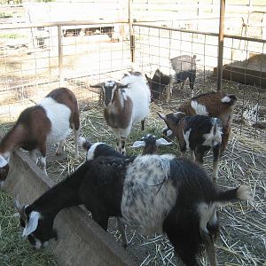 longweight cousins