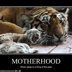 motherhood