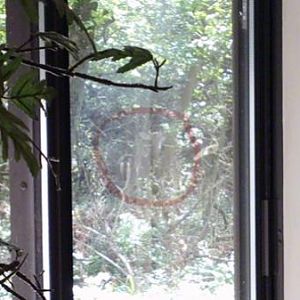 Difficult to see, but I put a circle around the deer. That's less than ten yards from my desk.