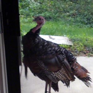 Mr. Pooper, formerly known as Tom Turkey.