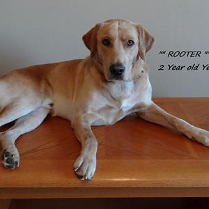 80 20 pc Build 3 Rooter 1