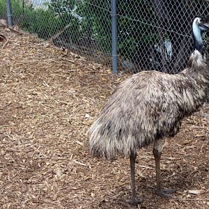 EMU Jungle Island Miam