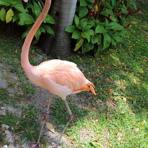 Flamingo Jungle Island Miam
