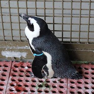 Penguin Jungle Island Miam