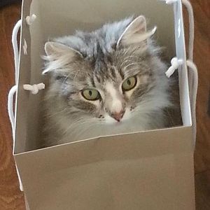 971693 10201190726073174 1806697889 n