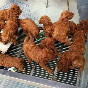 KFC - NOT!