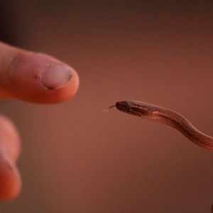 Brown House Snake