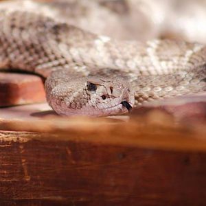 Western Diamondback Rattler