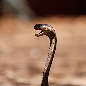 Snouted Cobra