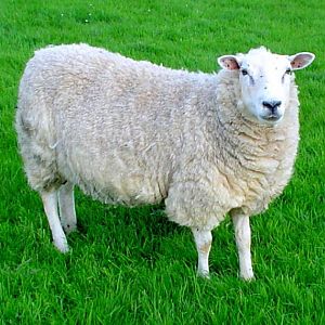 Lleyn sheep