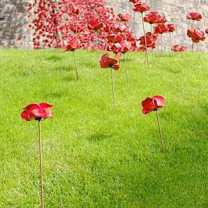 poppies at the castle