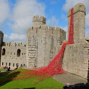 poppies at the castle 2