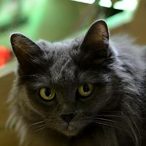 Project VEGA Kitty Cat