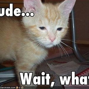 funny pictures kitten is confused