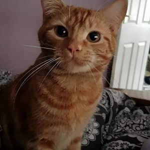 22195299_319010378566278_1277798672588591178_n