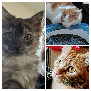 Received_10215366044207268-COLLAGE