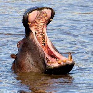 hippo