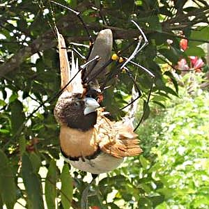 bird eating spider