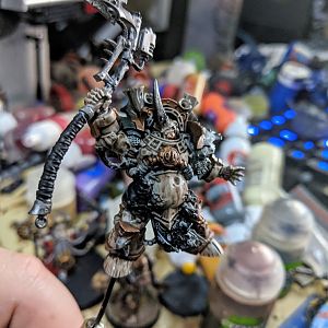 Typhus