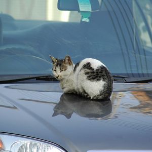 Catoncar