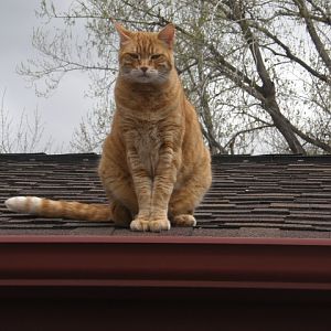 Roof cat is watching you mod(sturbate)