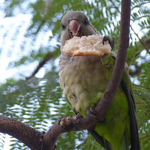 Birdie