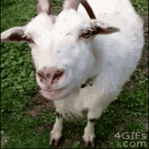 Goat-funny
