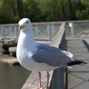 Seagull1