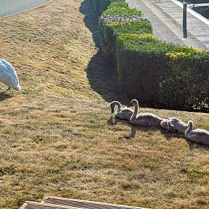Swans1