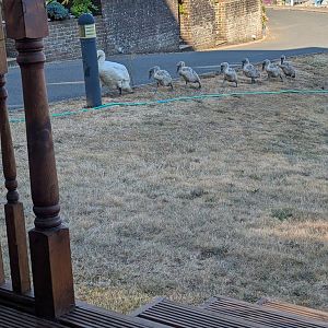Neighbours